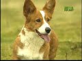Breed All About It - Herding Group Breed All About It - Herding Group