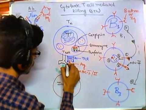how to get more t cells