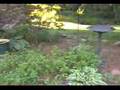 My Garden