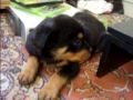rottweiler, des monstres c'est sur!!!!