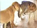 tiger against dogs and a wolf