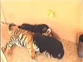 tiger against dogs and a wolf tiger against dogs and a wolf