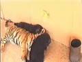 tiger-against-dogs-a