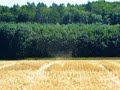 Staubteufel / Dust devil