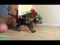 Walking your cat Part 4 - First time with a jacket