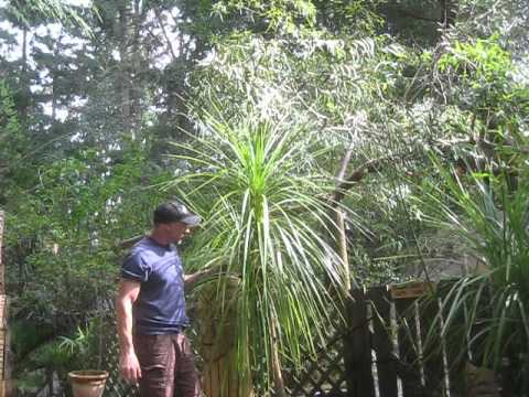 how to transplant cordyline