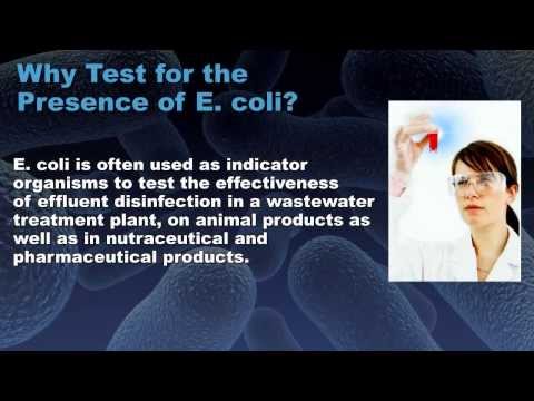 how to test for e coli