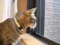 お神輿と猫