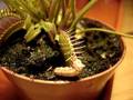 Dionaea muscipula vs Caterpillar