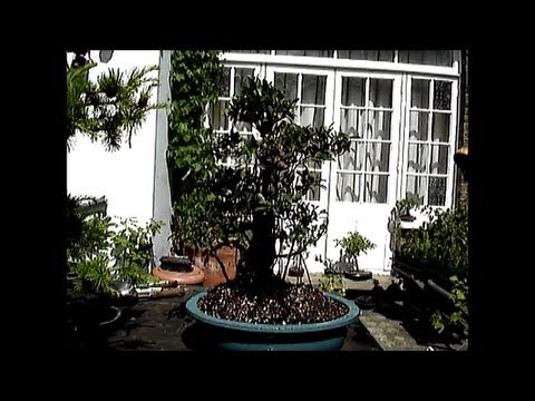 how to fertilize european weeping larch tree