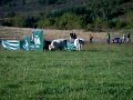 Perros pastores de terneros