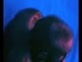 Venetian Snares - Warm Body (fan video)