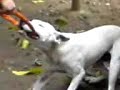 tambaca perro bull terrier