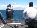 First Topwater Kingfish Expedition in New Zealand