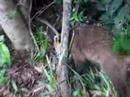 Pato yañes de coati