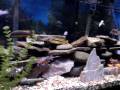 videos de African Cichlid Tank