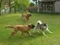??????Leonberger in Japan ??????Leonberger in Japan