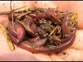 What is Aquaponics? What is Aquaponics?