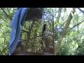 Murai Batu (Shama) Vs Wild Shama ( Video 04)