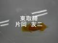 第43回東海らんちゅう会品評大会