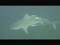 Tiger sharks in Durban Tiger sharks in Durban