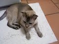 Hairball - No, ASTHMA (serious, see vet) Hairball - No, ASTHMA (serious, see vet)