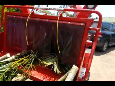 how to transplant golden cane palms