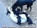Labrador vom kühlen Grund - süße Welpen in schwarz - Video 04 (2009)