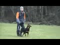 Rottweiler skill likes ball IPO first trial Rottweiler skill likes ball IPO first trial