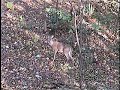 PART2 Bow shot Deer at 12 yards with a lighted nock