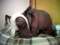 videos de Taz acting crazy