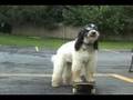 Winston Skatehound