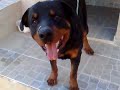 RottWeiller (Afonso Weiller)