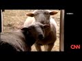 One in Million: Five Legged Sheep