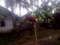 Suara Ayam ketawa dangdut