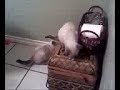 Video from My Phone (1119070919.3g2)