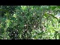 Click here to watch this video Bẫy cu gáy ( thử nước 