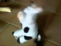 VACHE QUI CHANTE ET DANSE