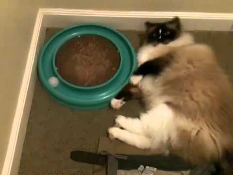 8 Cat Things I’m Crazy About Right Now 0 8 Cat Things I’m Crazy About Right Now