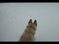Buddy in the snow.