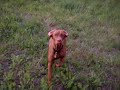 Vizsla in Action