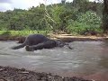 Elephan Bath in Khao Sok
