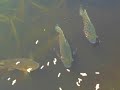 Paratilapia sp \"Andapa\" in my garden pond Paratilapia sp \"Andapa\" in my garden pond