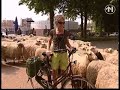 Schaapskudde dwars door centrum Groningen