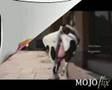 animales-cantando