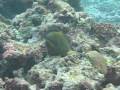 Mantas and Eels on New Years Day