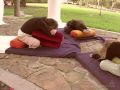 Restorative Yoga Videos DVDs : Adho Mukha Baddhakonasana, Downward Bound Restorative Yoga Videos DVDs : Adho Mukha Baddhakonasana, Downward Bound