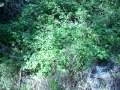 lescolania-a-monistrol.html