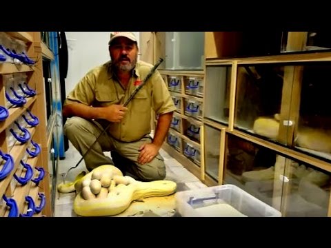 YouTube reptile video