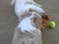 Cavachon